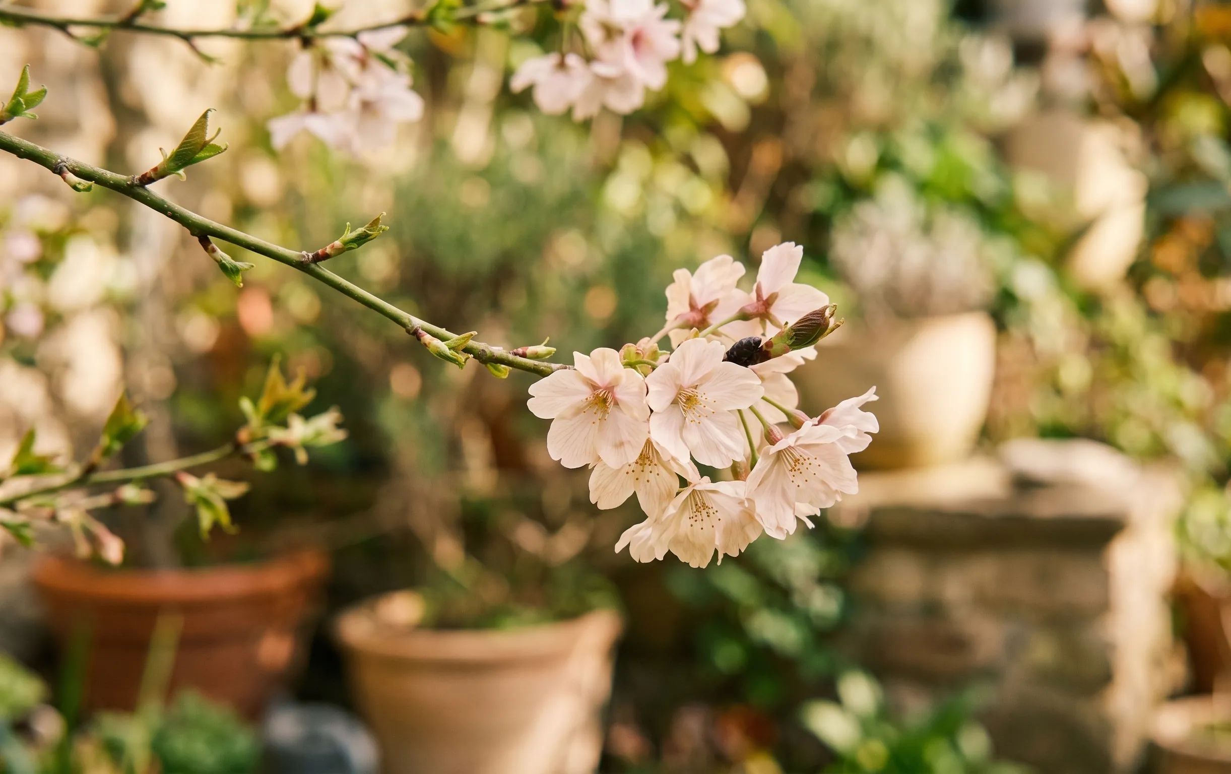 arbuste fleuri : Gros plan sur les pétales délicats d'une fleur printanière sur fond de feuillage vert olive